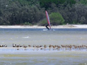 shorebirds Website Featured Image