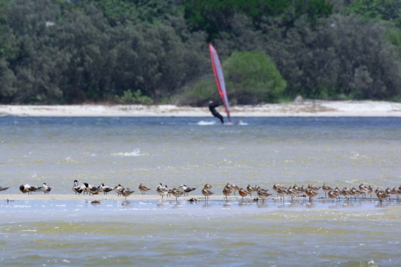 shorebirds Website Featured Image