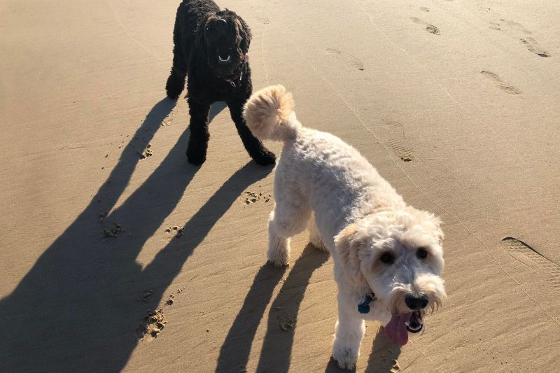 Jessie Website Featured Image