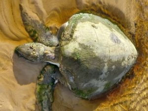 coast care turtle 2 website