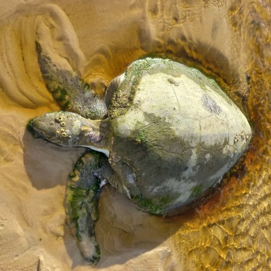 coast care turtle 2 website