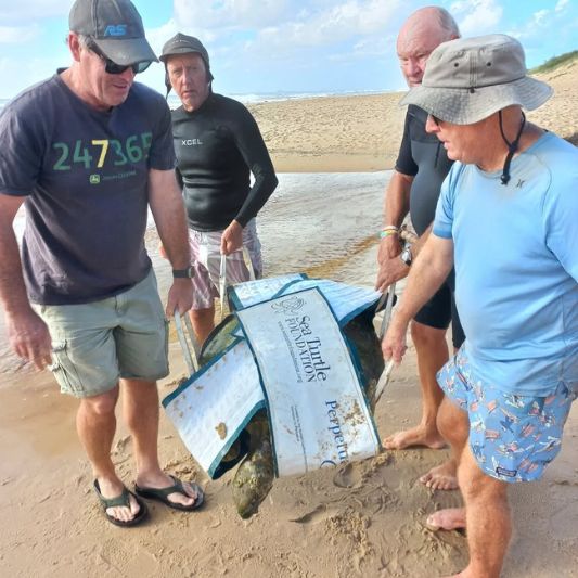 coast care turtle website