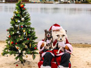 Santa Paws website image