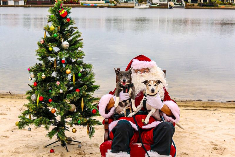 Santa Paws website image