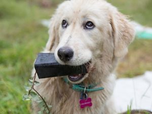Dog Website Featured Image