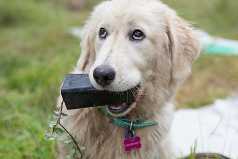 Dog Website Featured Image