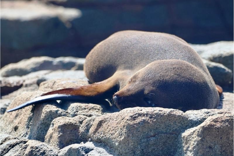 Dolly the Seal 2