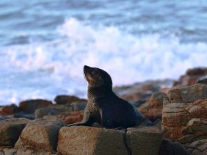 Dolly the Seal Website Featured Image