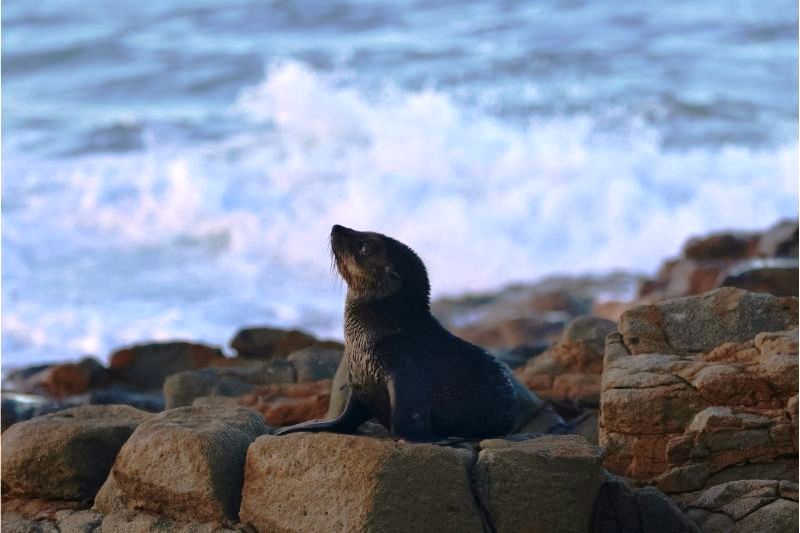 Dolly the Seal Website Featured Image