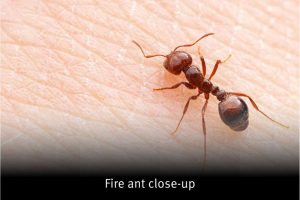 Fire ant close up