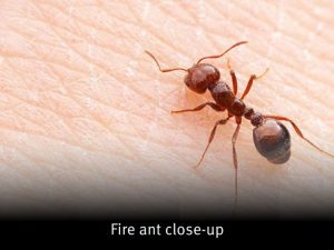 Fire ant close up