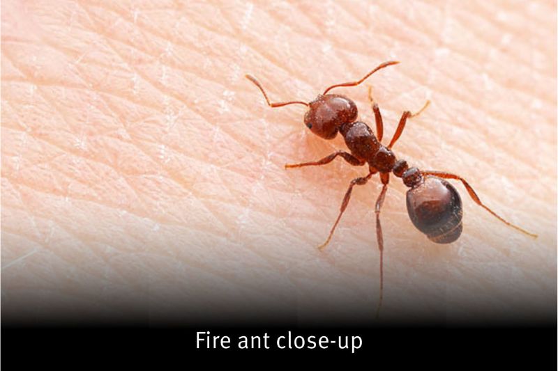 Fire ant close up