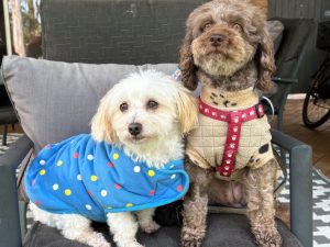 international dogs day Website Featured Image