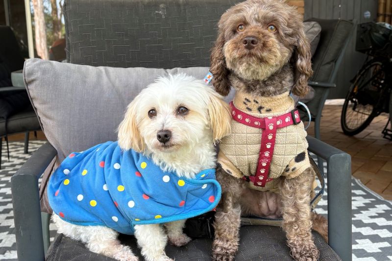 international dogs day Website Featured Image
