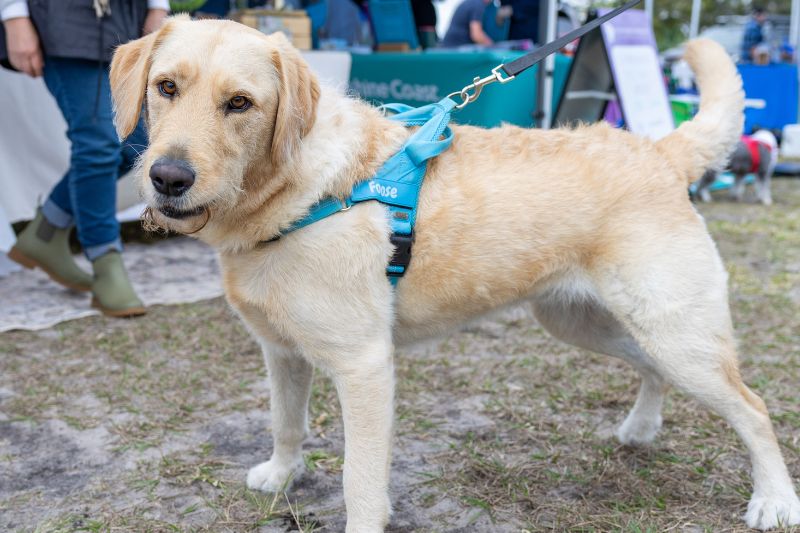 paws 20