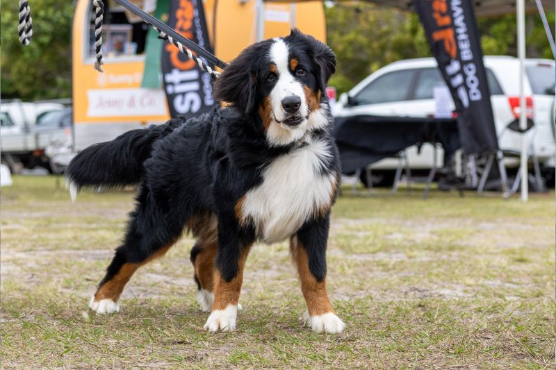 paws 23