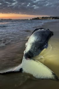 whale 2